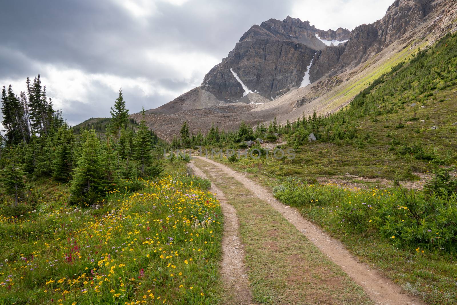 Hiking trail close to the Peyto Lake, Banff National Park, Alberta, Canada