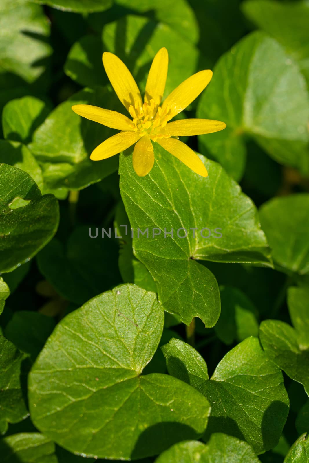 Buttercup (Ficaria verna), close up image of the flower head