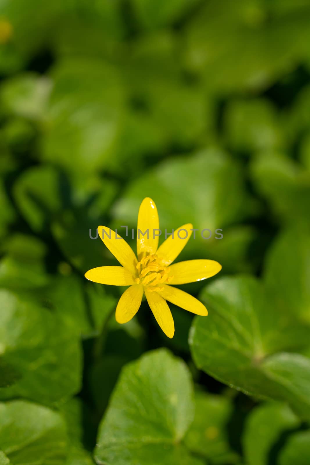 Buttercup, Ficaria verna by alfotokunst