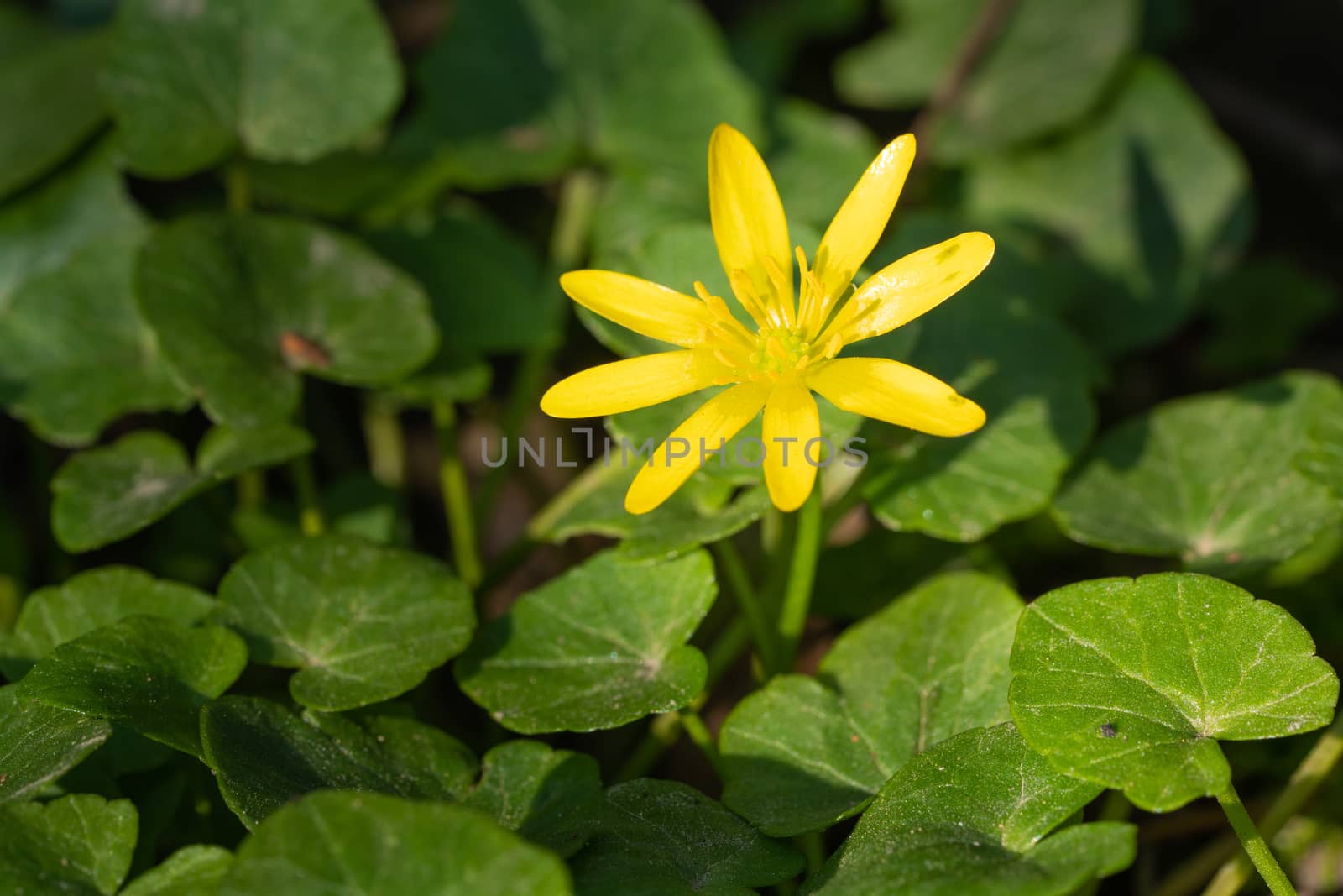 Buttercup (Ficaria verna), close up image of the flower head