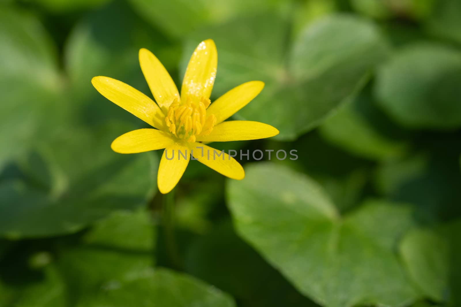 Buttercup (Ficaria verna), close up image of the flower head