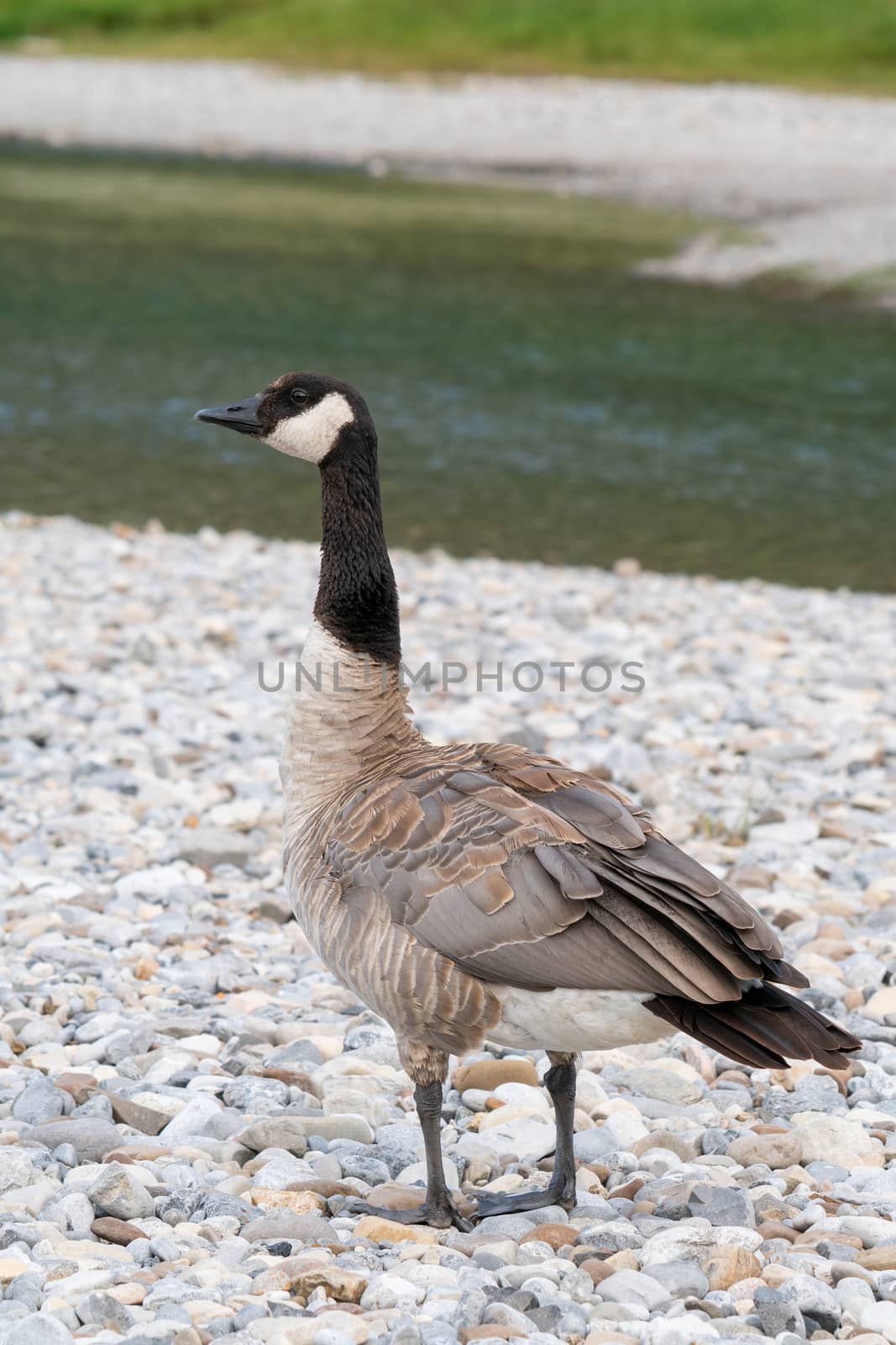 Canada goose (Branta canadensis), image was taken in the Banff National Park, Alberta, Canada