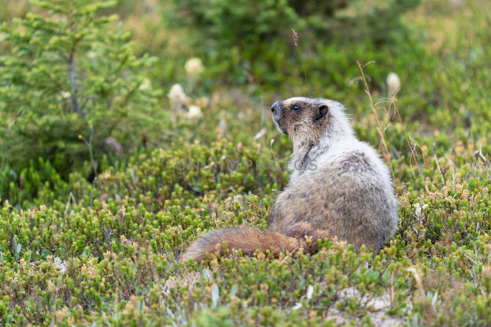 Hoary marmot (Marmota caligata), Banff National Park, Alberta, Canada