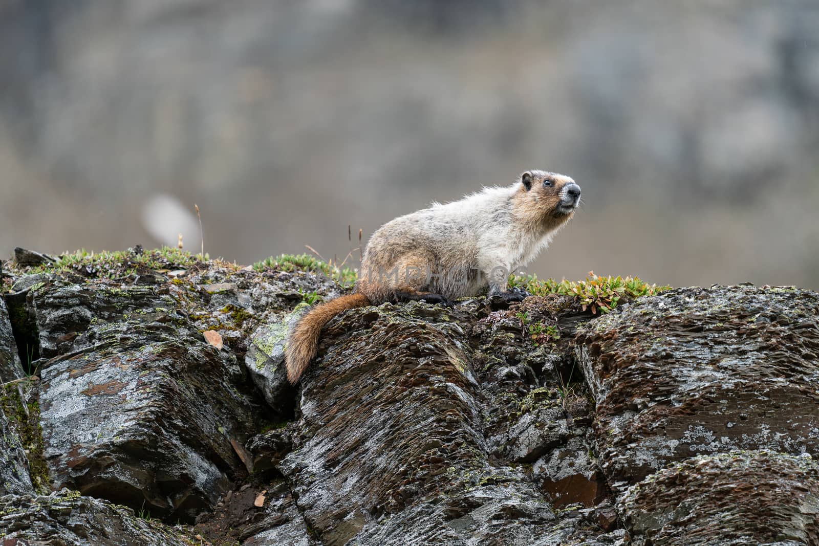 Hoary marmot (Marmota caligata), Banff National Park, Alberta, Canada