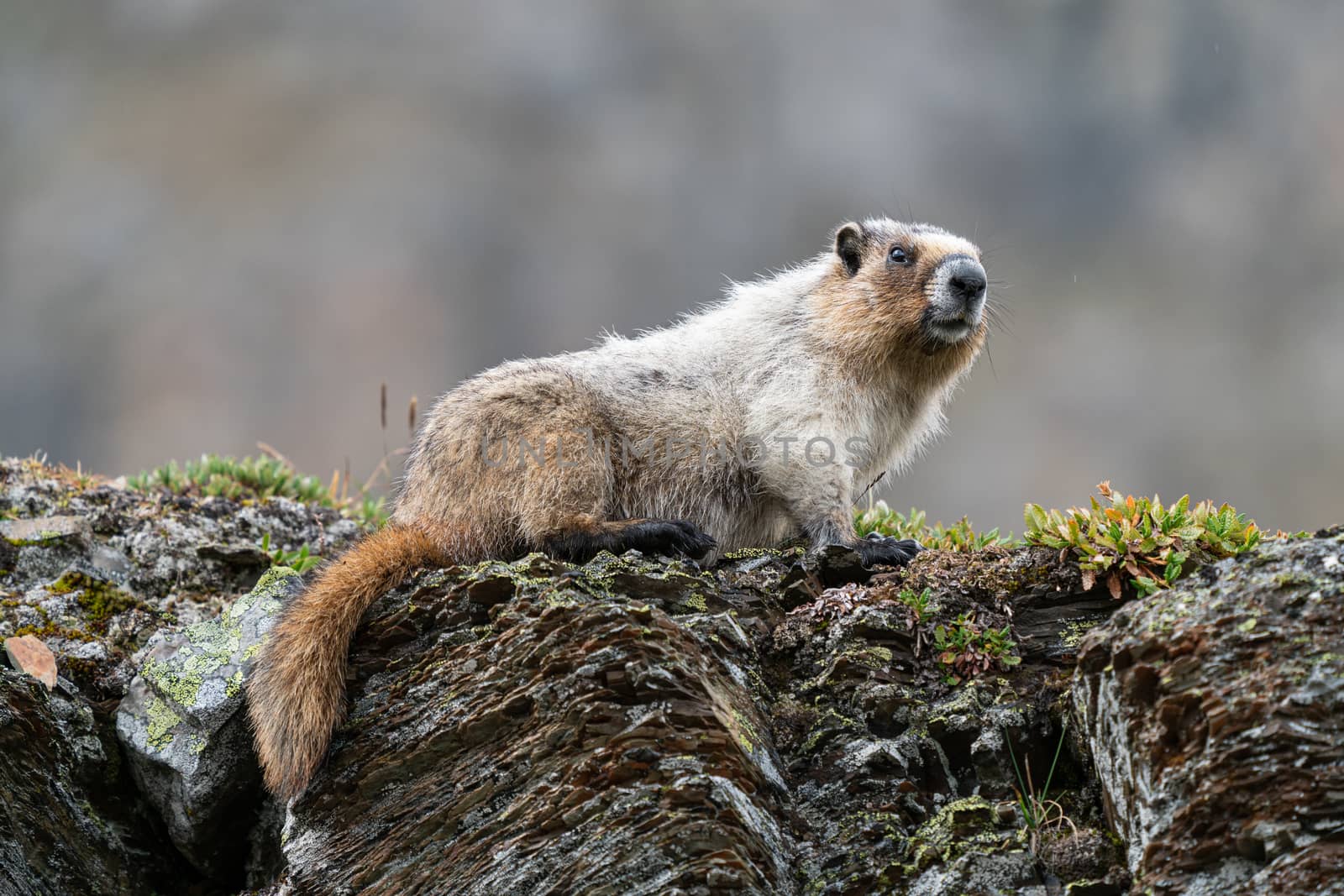 Hoary marmot (Marmota caligata), Banff National Park, Alberta, Canada