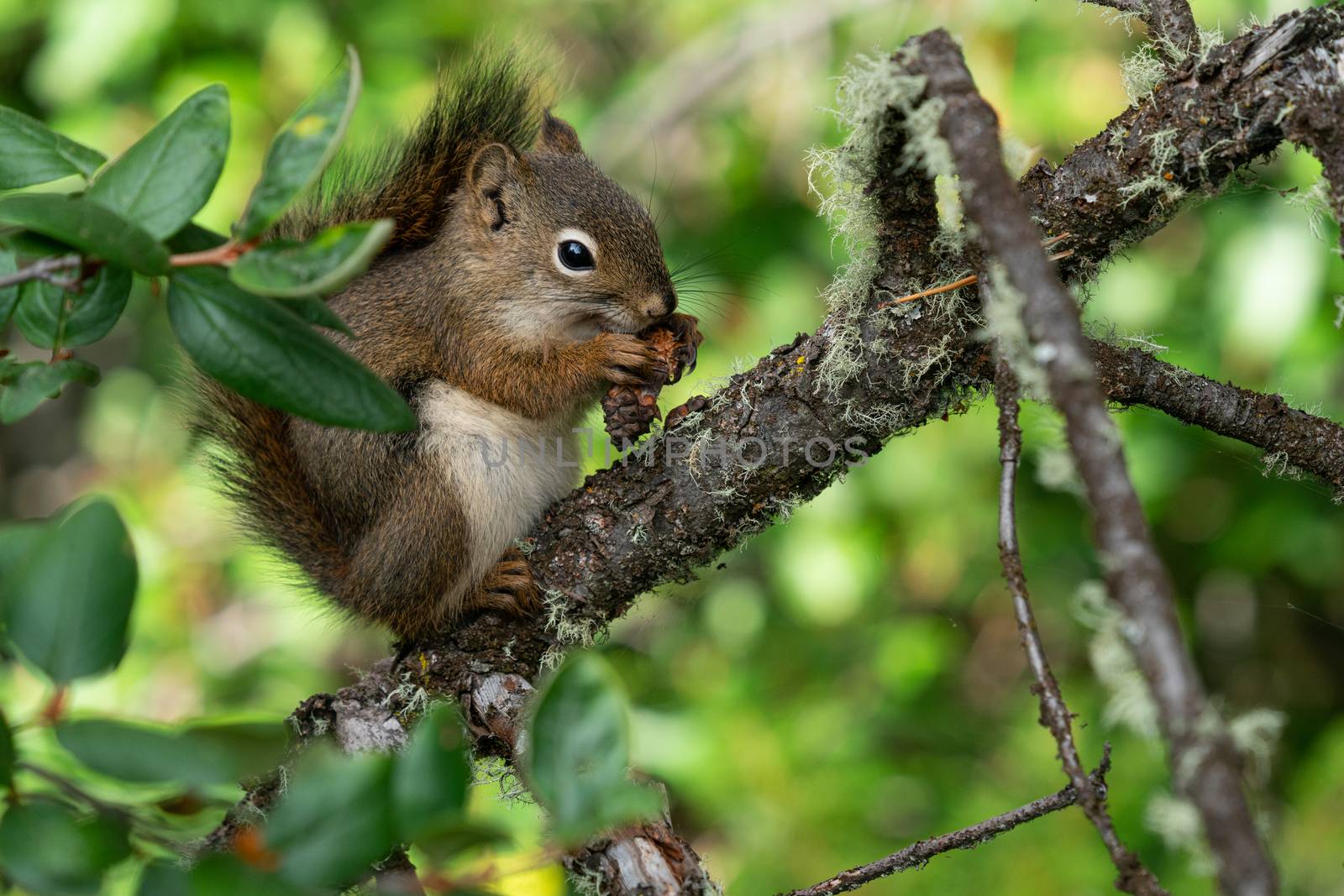 Red Squirrel (Tamiasciurus hudsonicus), Banff National Park, Alberta, Canada