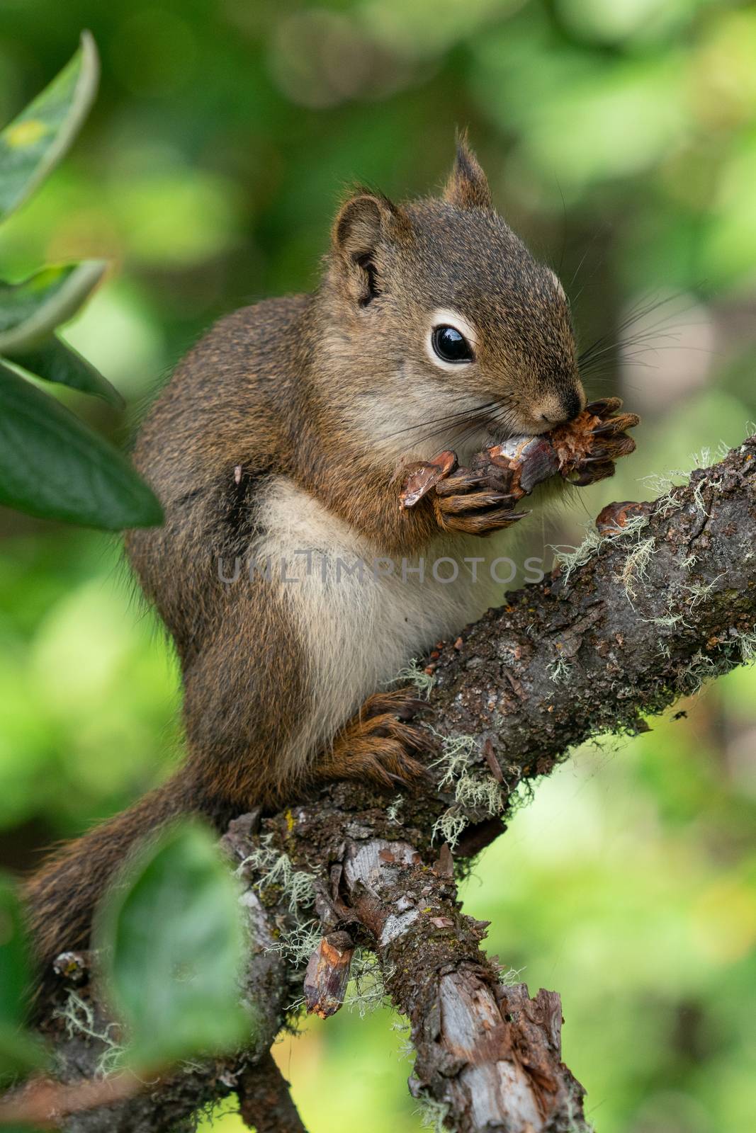 Red Squirrel (Tamiasciurus hudsonicus), Banff National Park, Alberta, Canada