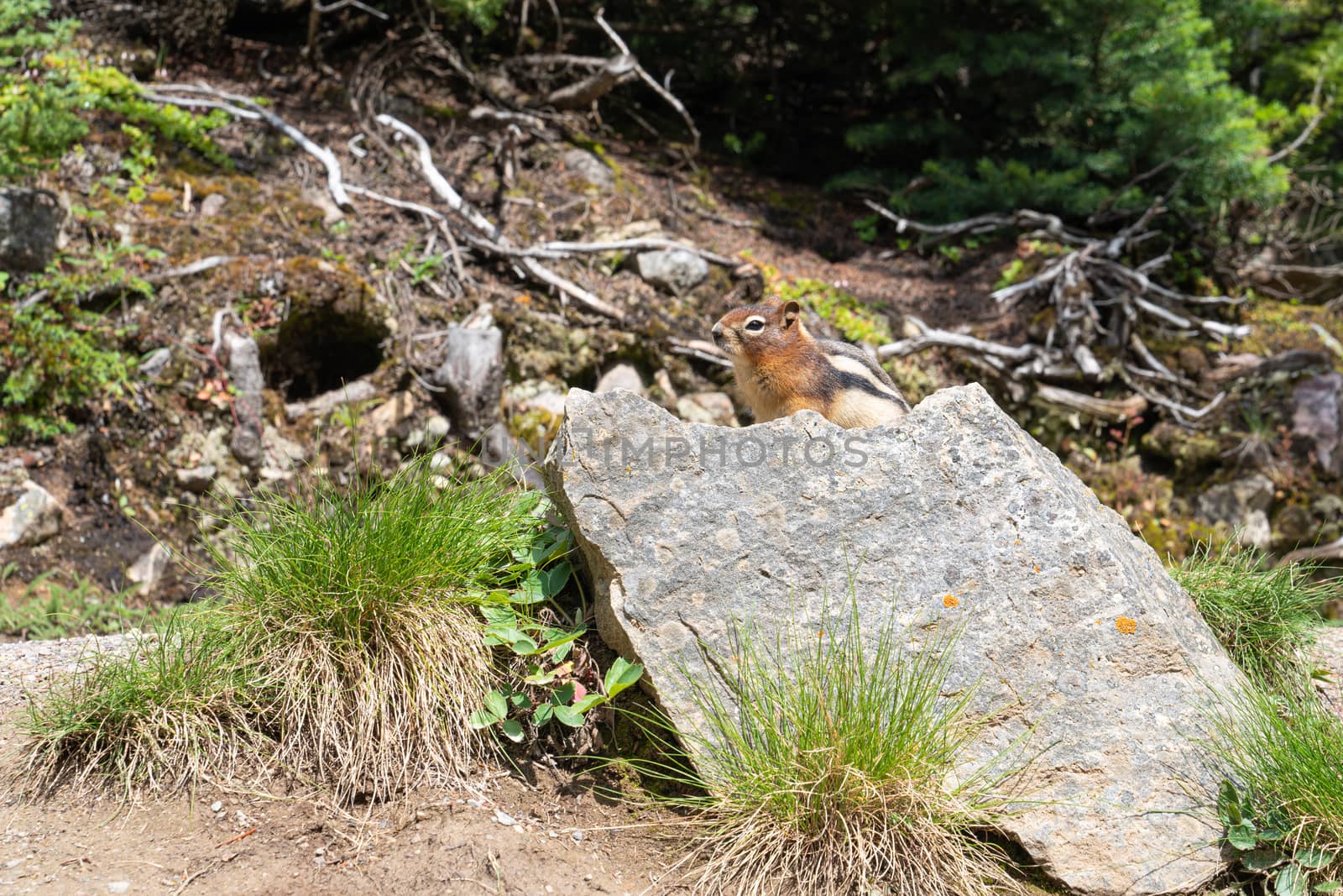 Golden-mantled Ground Squirrel (Callospermophilus lateralis), Banff National Park, Alberta, Canada