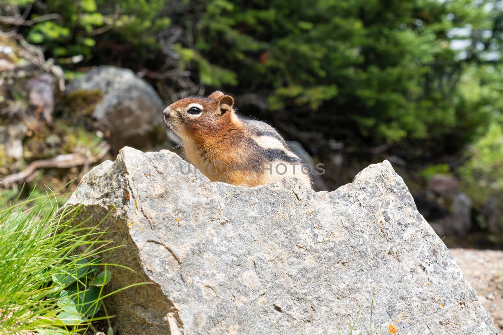 Golden-mantled Ground Squirrel (Callospermophilus lateralis), Banff National Park, Alberta, Canada