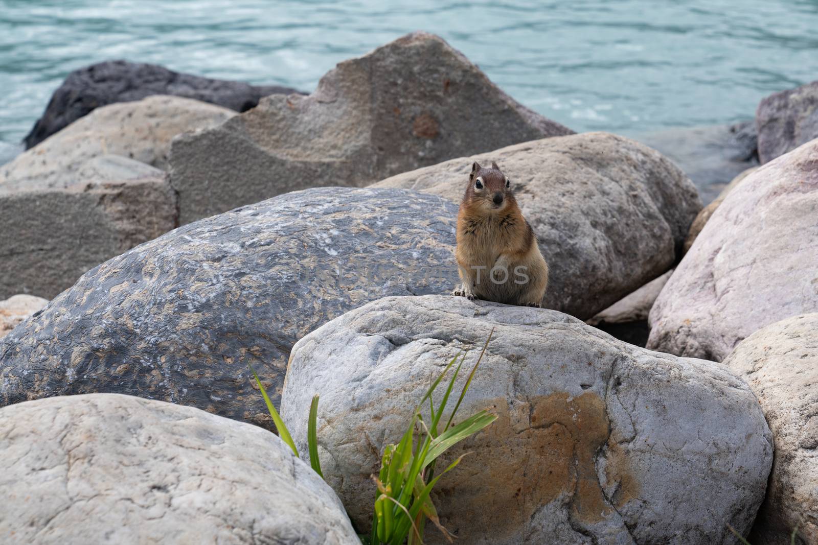 Golden-mantled Ground Squirrel (Callospermophilus lateralis), Banff National Park, Alberta, Canada
