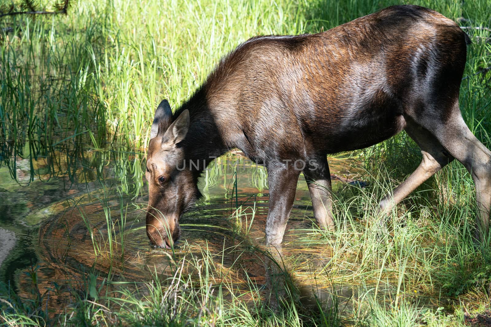 Moose (Alces alces), image was taken in Jasper National Park, Alberta, Canada