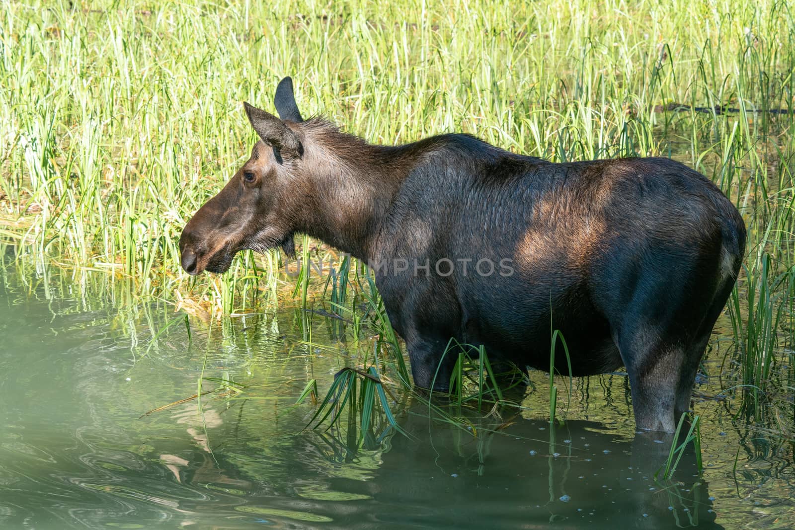 Moose (Alces alces), image was taken in Jasper National Park, Alberta, Canada