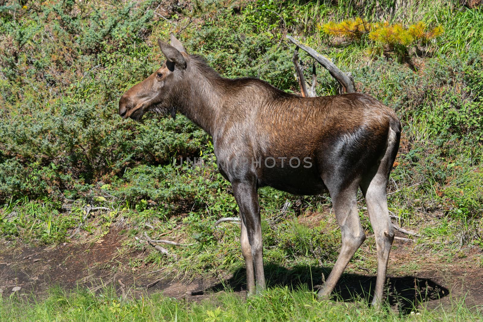 Moose (Alces alces), image was taken in Jasper National Park, Alberta, Canada