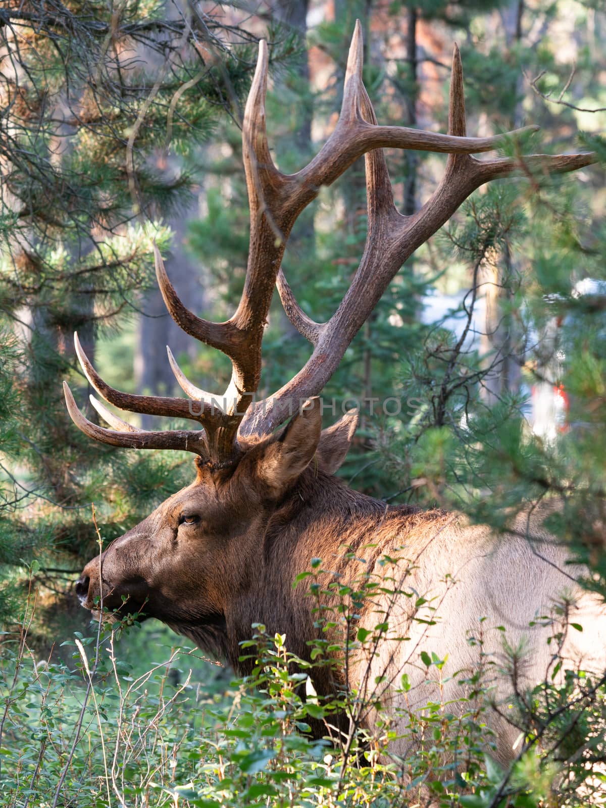 American elk, Cervus canadensis by alfotokunst