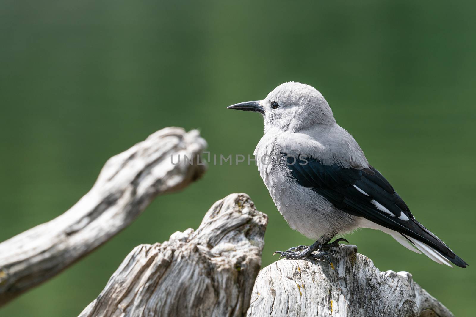 Clarks Nutcracker (Nucifraga columbiana), image was taken in the Banff National Park, Canada
