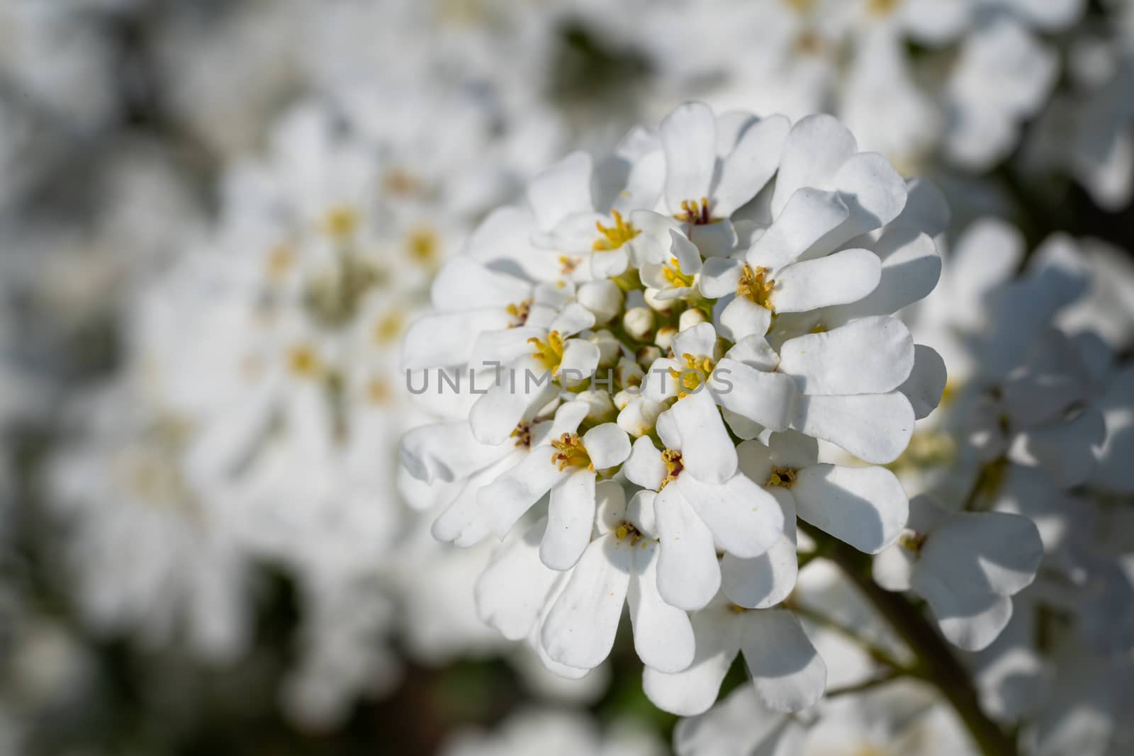 Evergreen Candytuft (Iberis sempervirens), blossoms of springtime