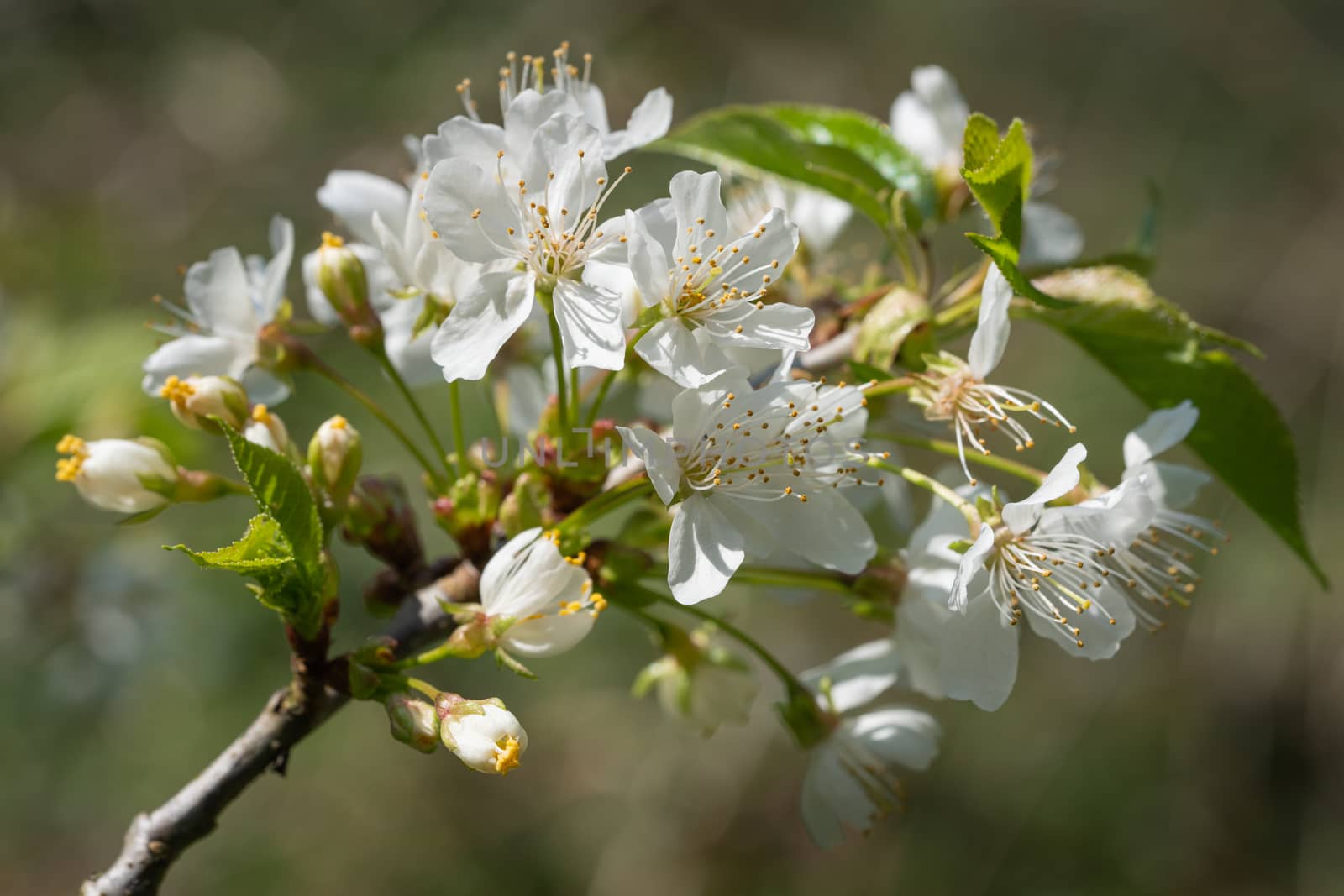 Sweet cherry (Prunus avium), close up of the flower head