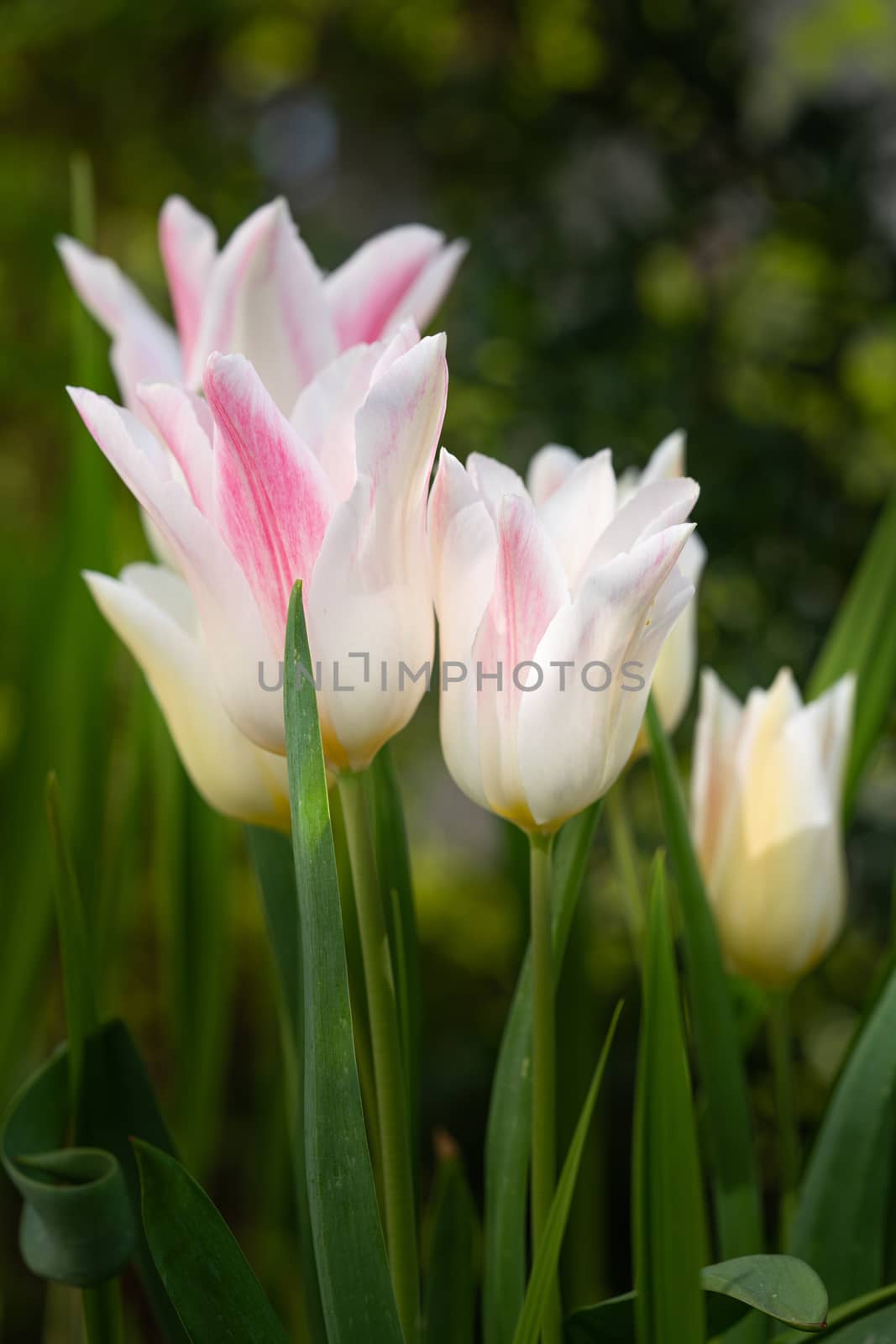 Tulip (Tulipa), close up of the flower of spring