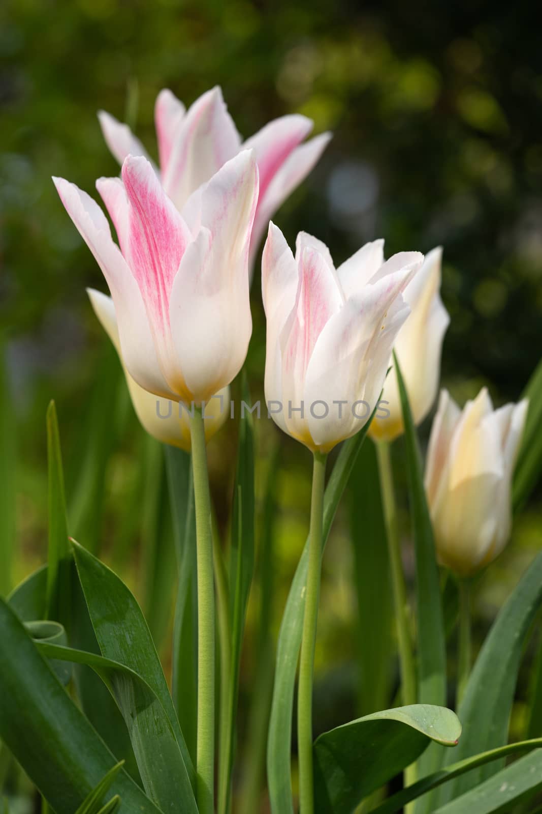 Tulip (Tulipa), close up of the flower of spring