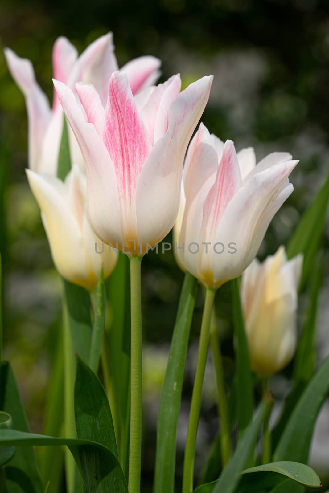 Tulip (Tulipa), close up of the flower of spring