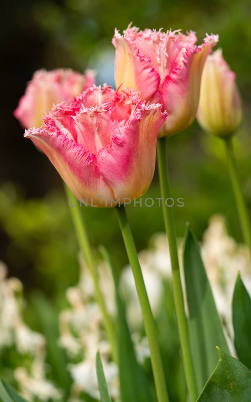Tulip (Tulipa), close up of the flower of spring