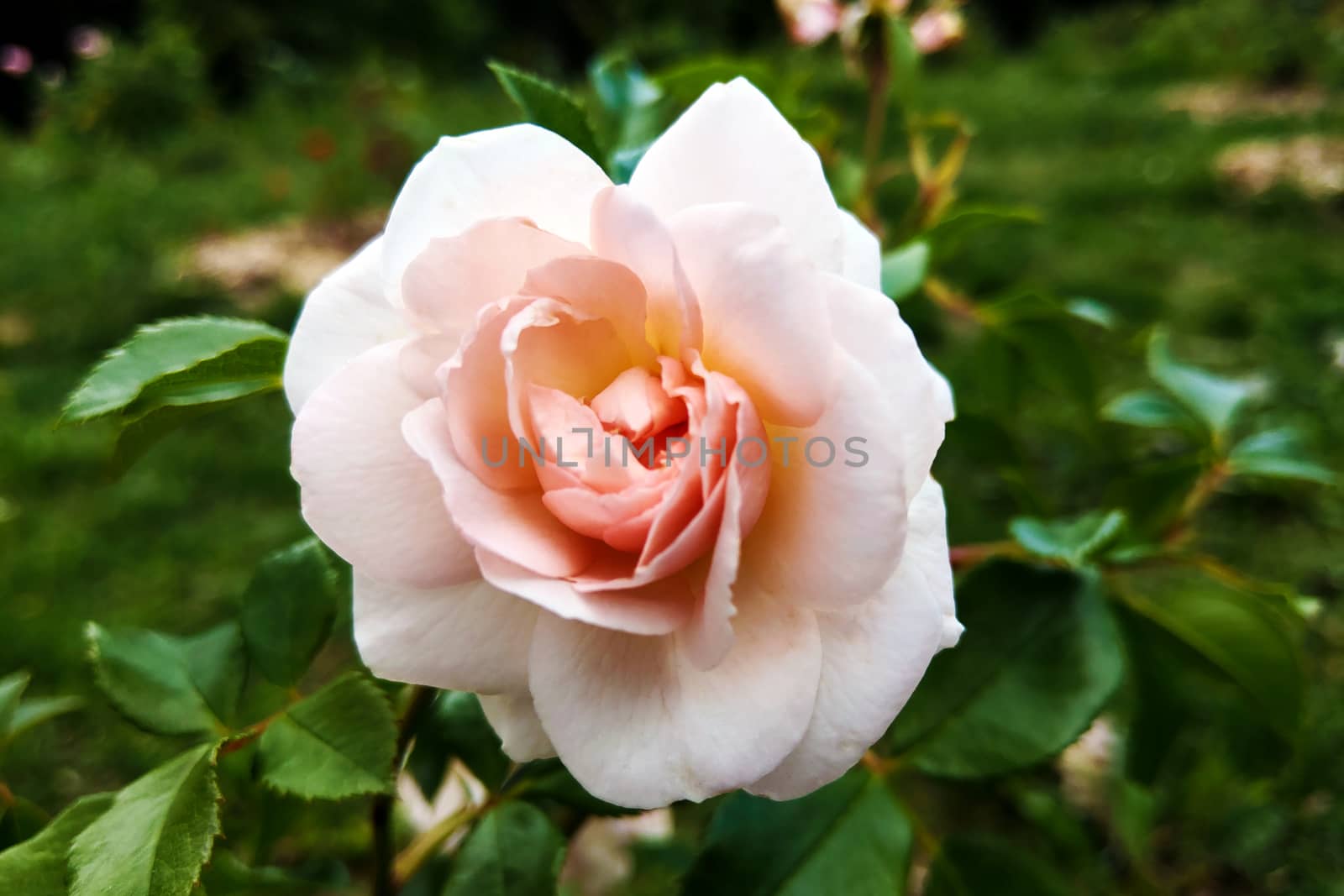 Coral rose flower in roses garden. Top view. Soft focus. by kip02kas