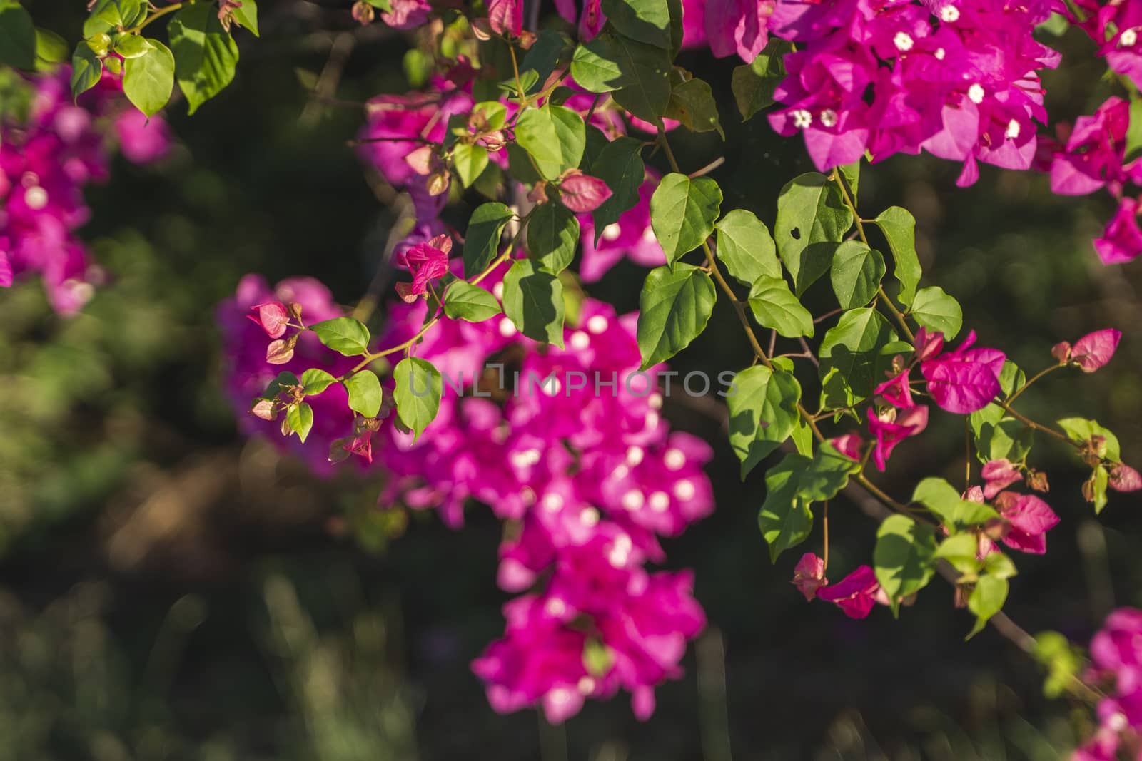 Beautiful pink flowers that grow on a tree