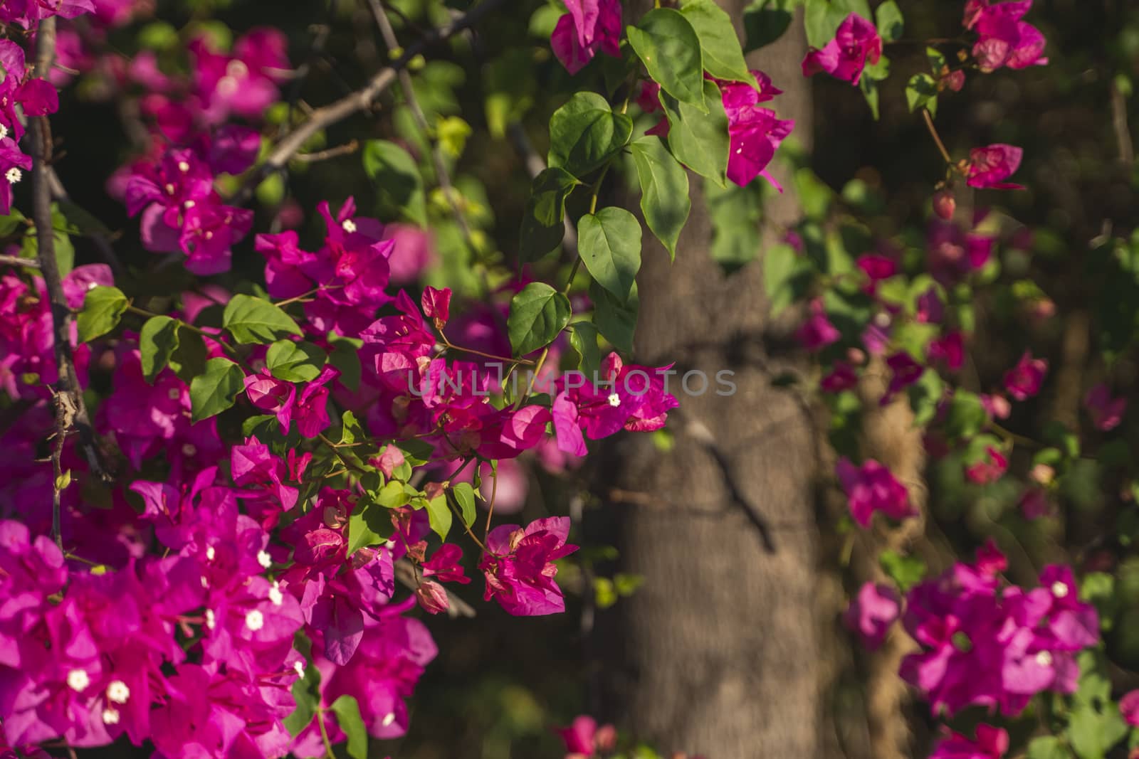 Beautiful pink flowers that grow on a tree