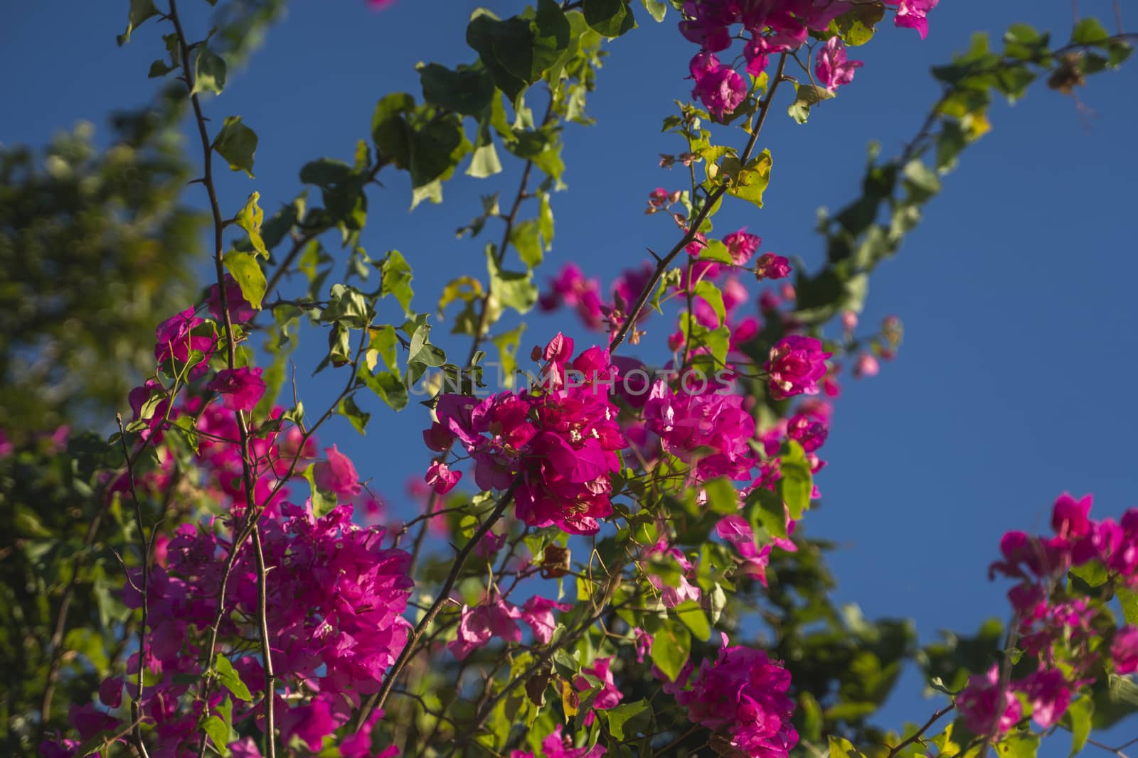 Beautiful pink flowers that grow on a tree with blue sky on the background