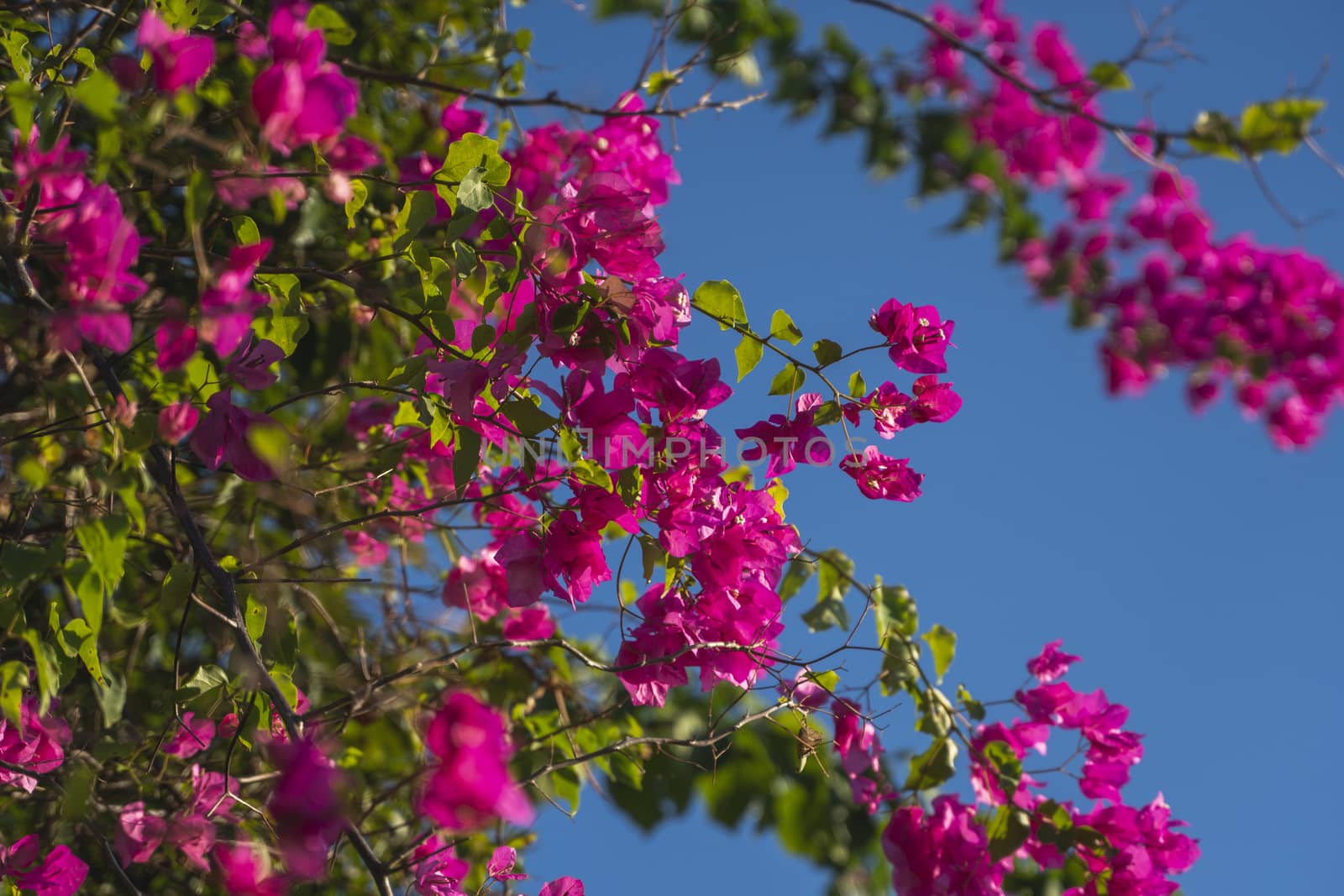 Beautiful pink flowers that grow on a tree with blue sky on the background