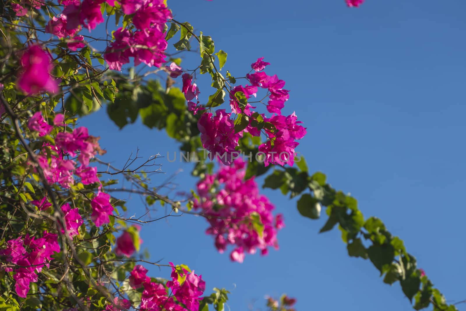Beautiful pink flowers that grow on a tree with blue sky on the background. by vovsht
