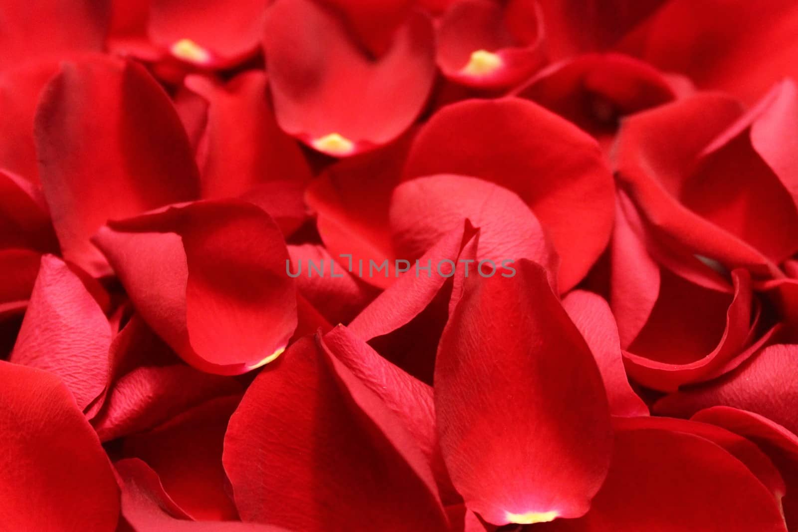The picture shows a background with red rose petals