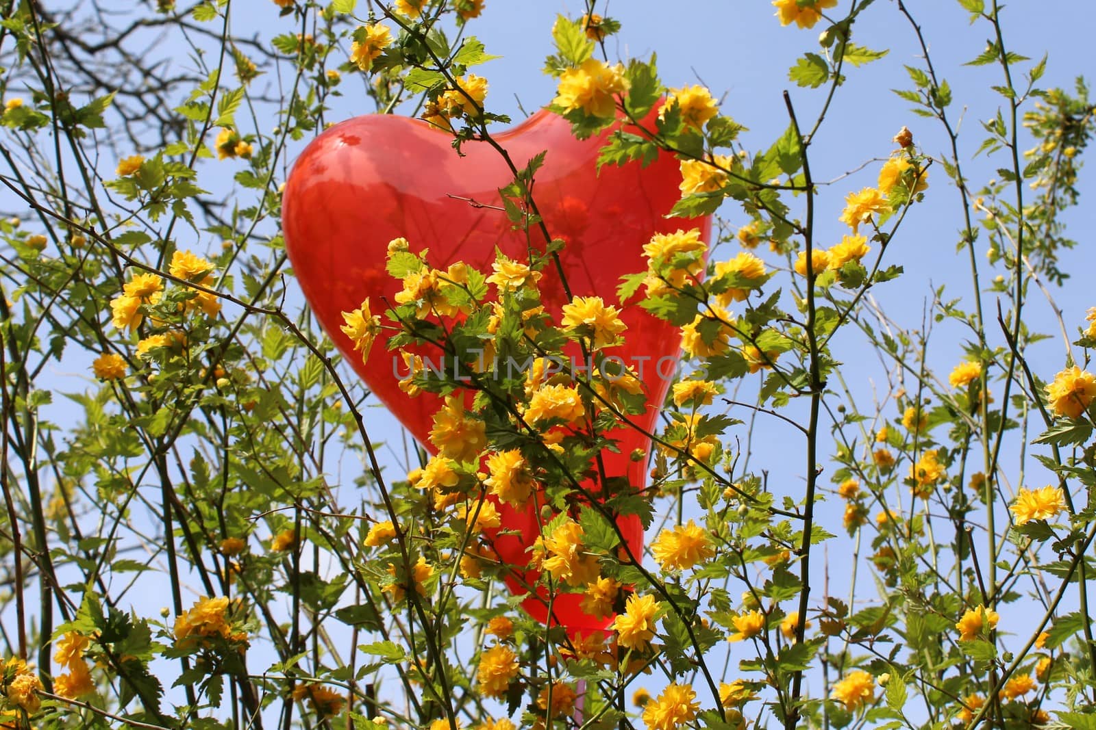 The picture shows a red heart balloon in the kerria