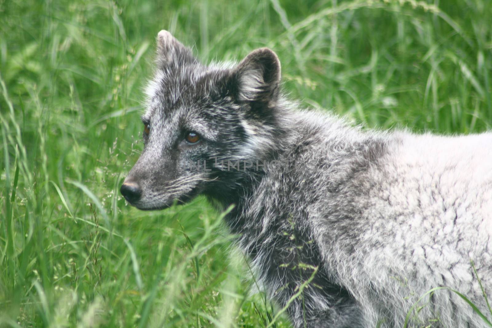 Partial view of a polar fox in summer coat