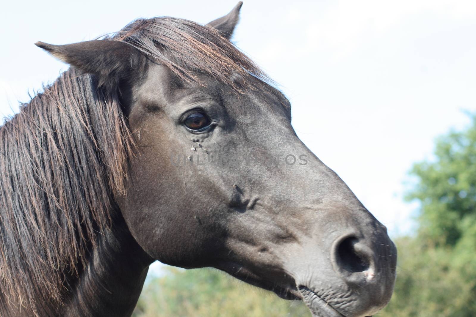 View details of a black horse 