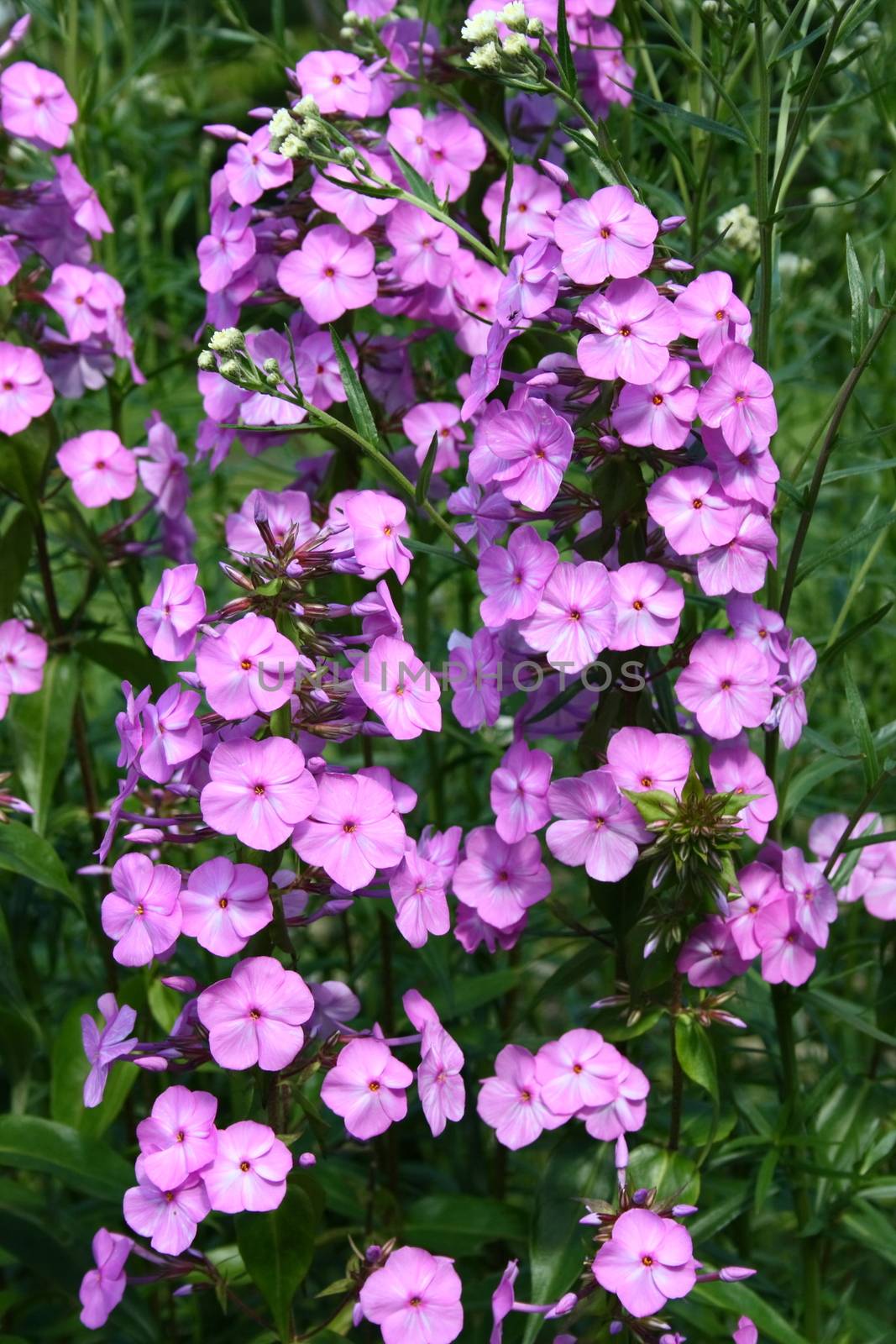 A pink flowering Phlox (Phlox) 