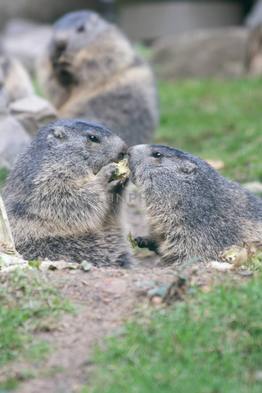 The groundhog (Marmota), a rodent living in the Alps