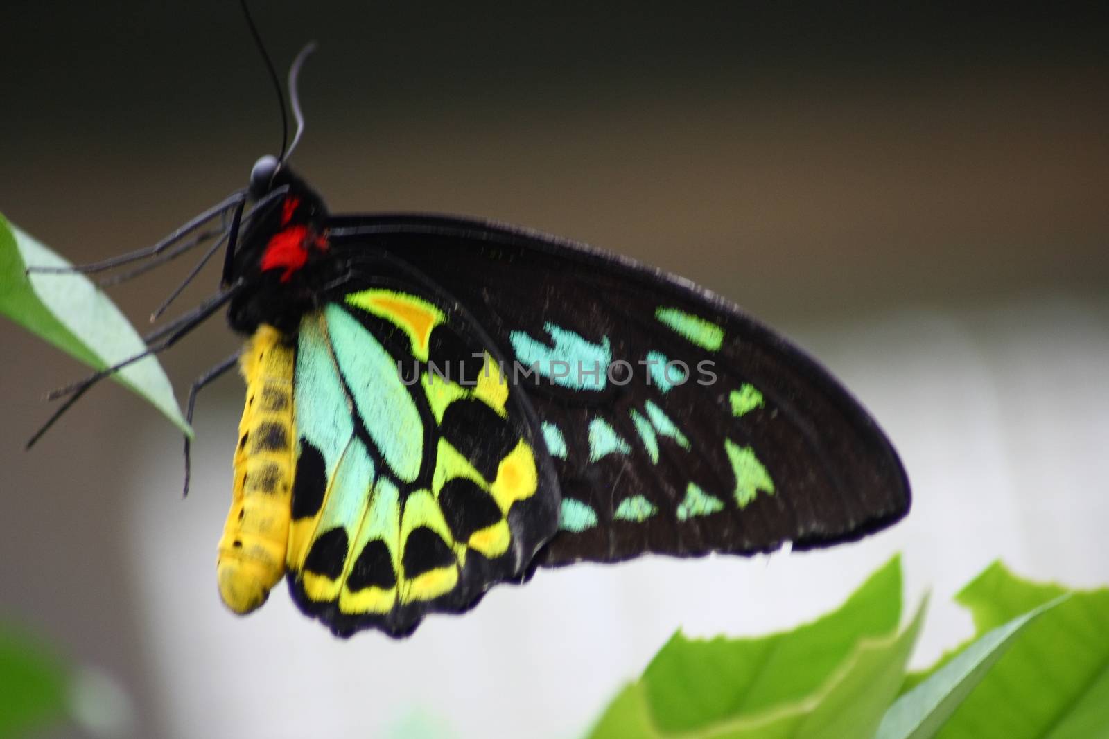 A very nice colorful butterfly