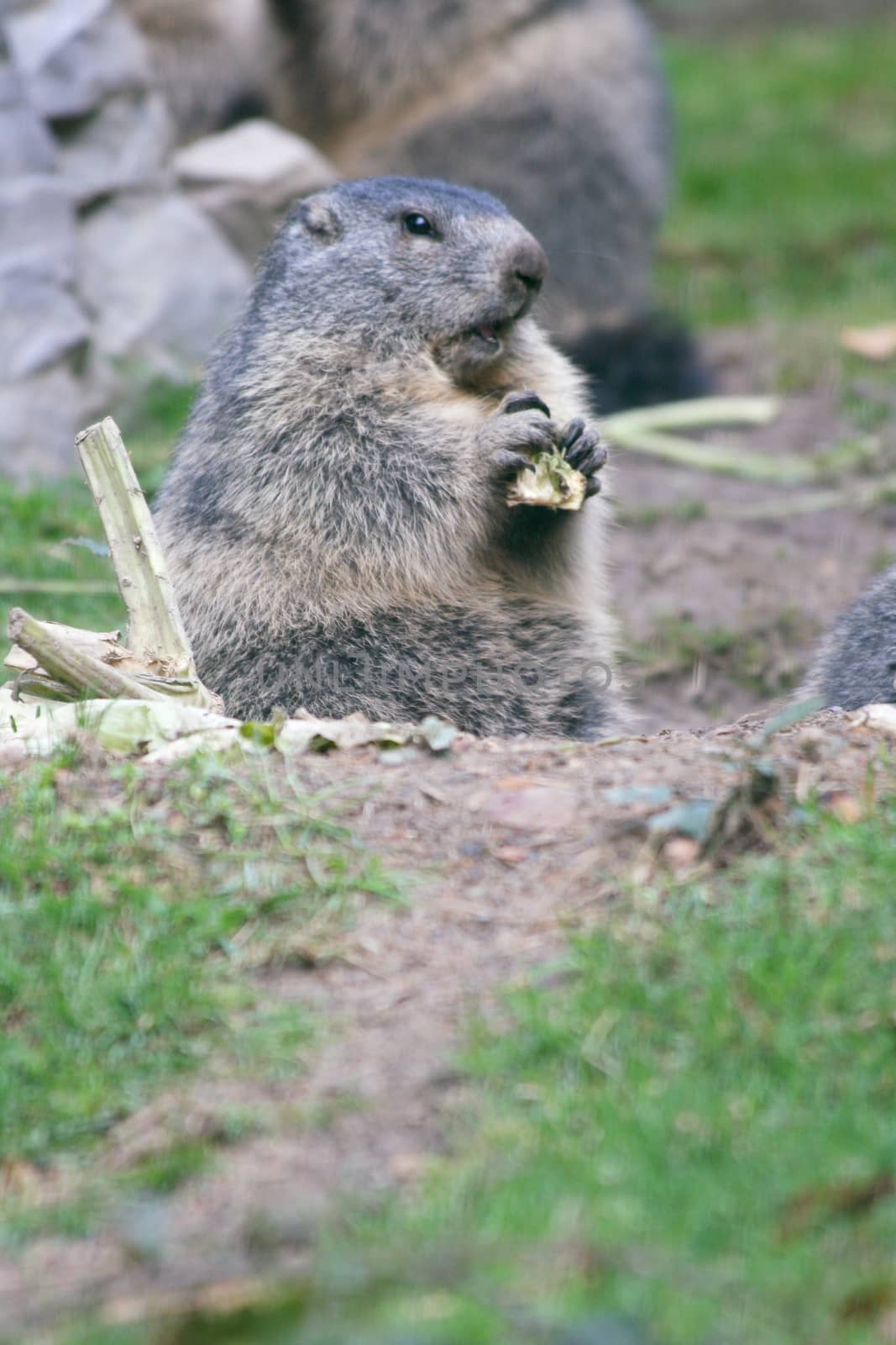 The groundhog (Marmota), a rodent living in the Alps