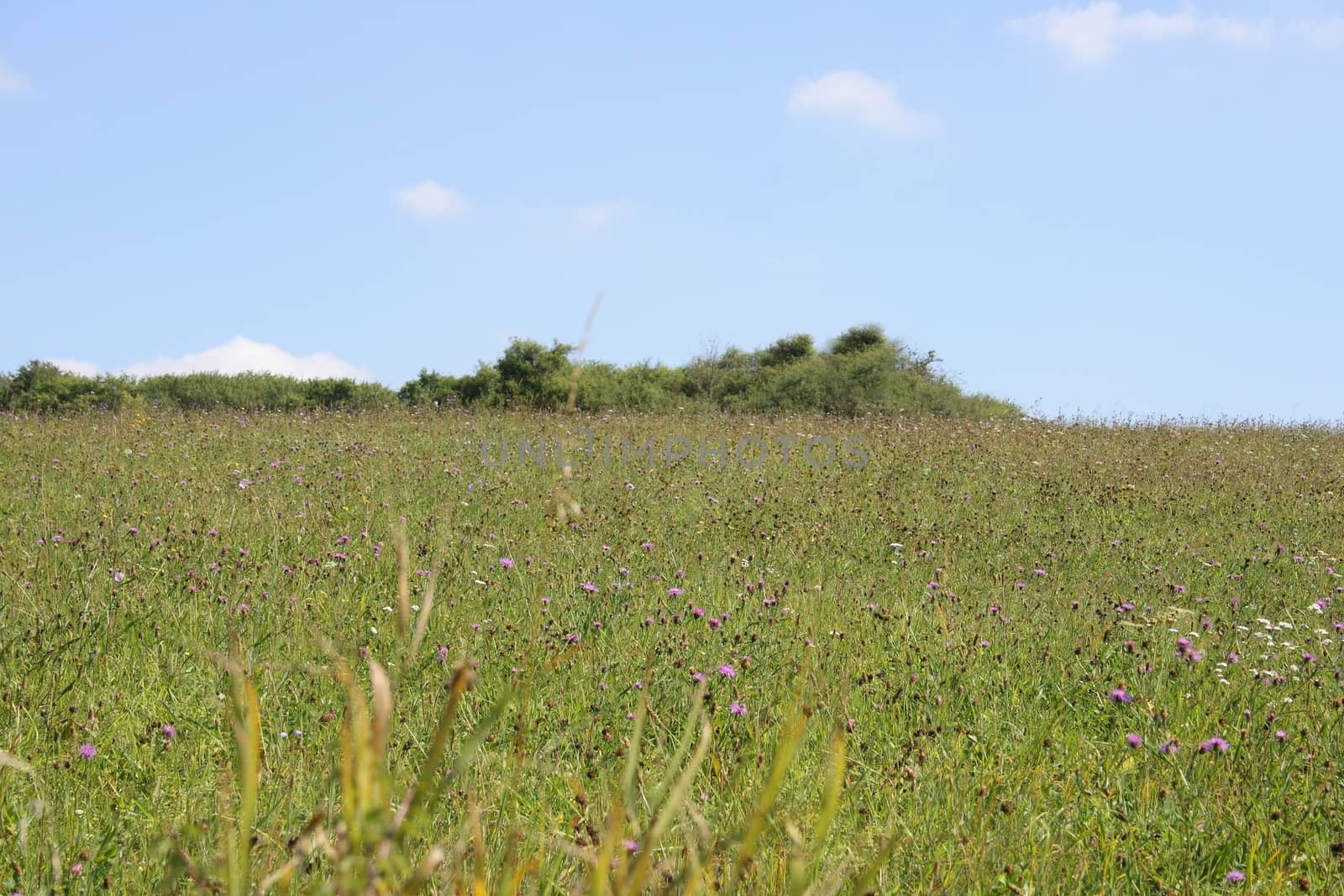 a summer meadow with forest in background