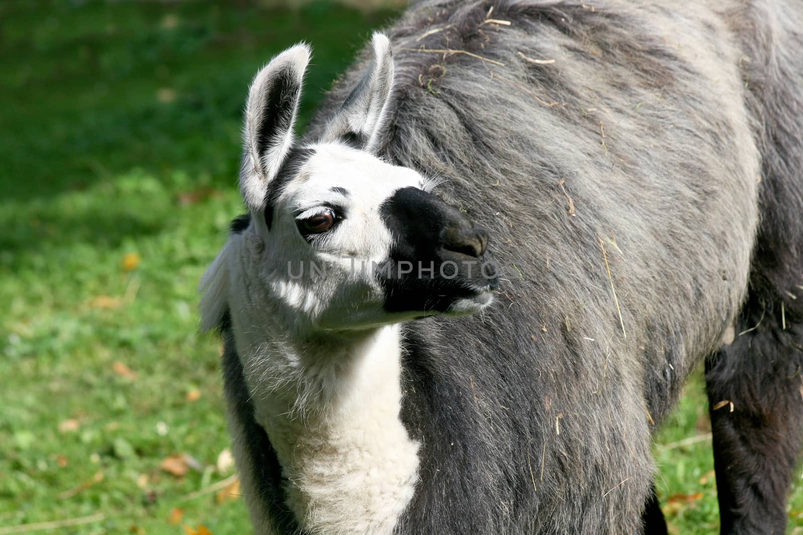 a portrait shot of a trusting Lama 