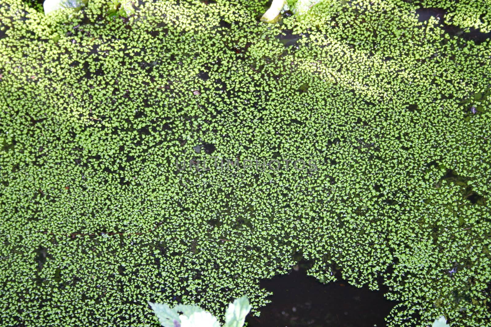 A water surface covered with duckweed 