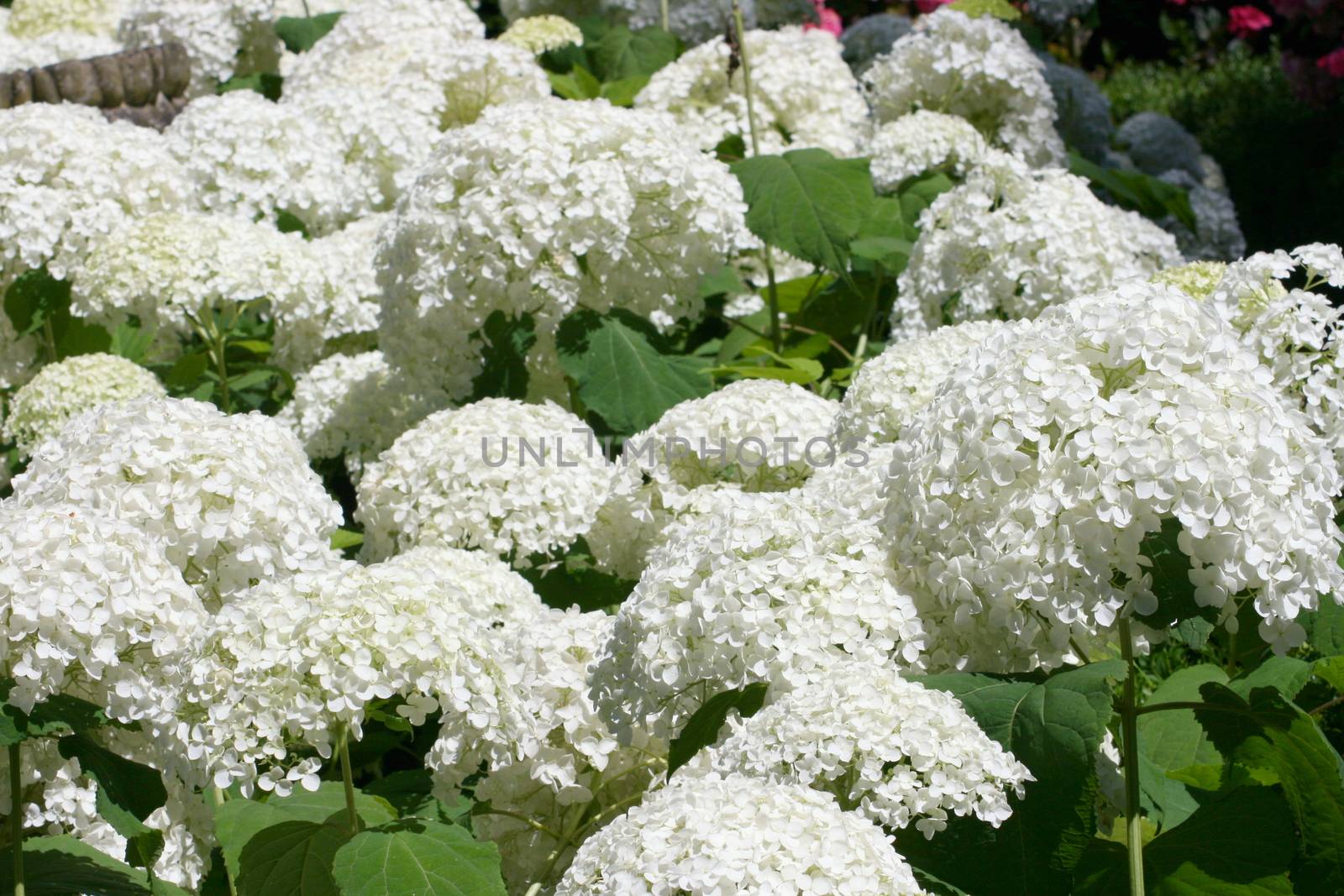 A white flowering hydrangea bush with many flowers