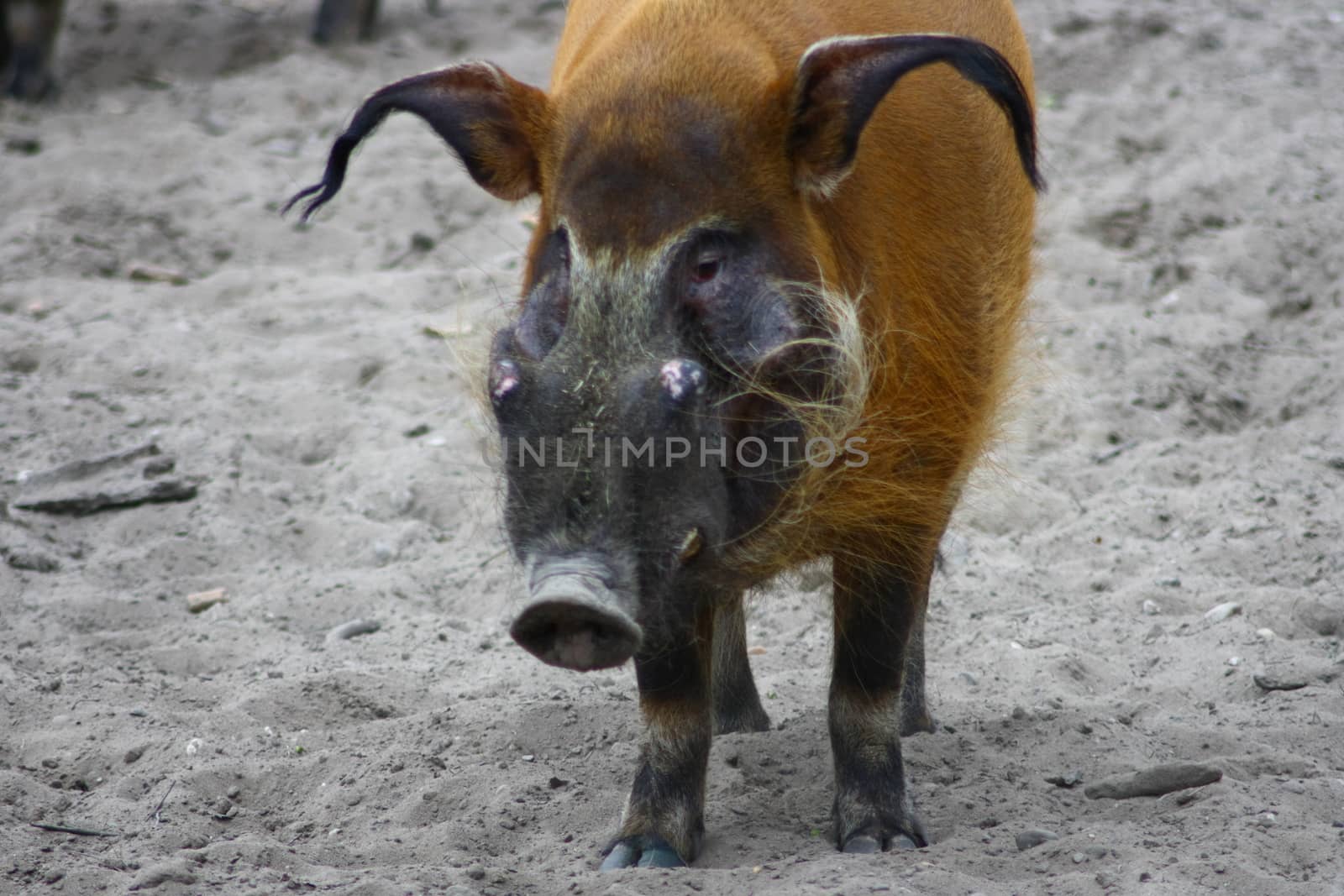 Brushporkear (Potamochoerus porcus) by hadot