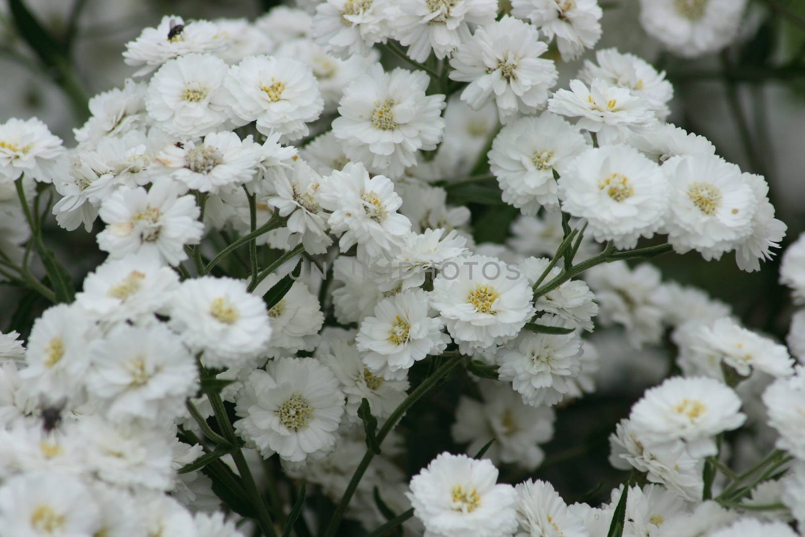 A white-flowering yarrow (Achillea ptarmica "Pearl"), also known as swamp filled Yarrow