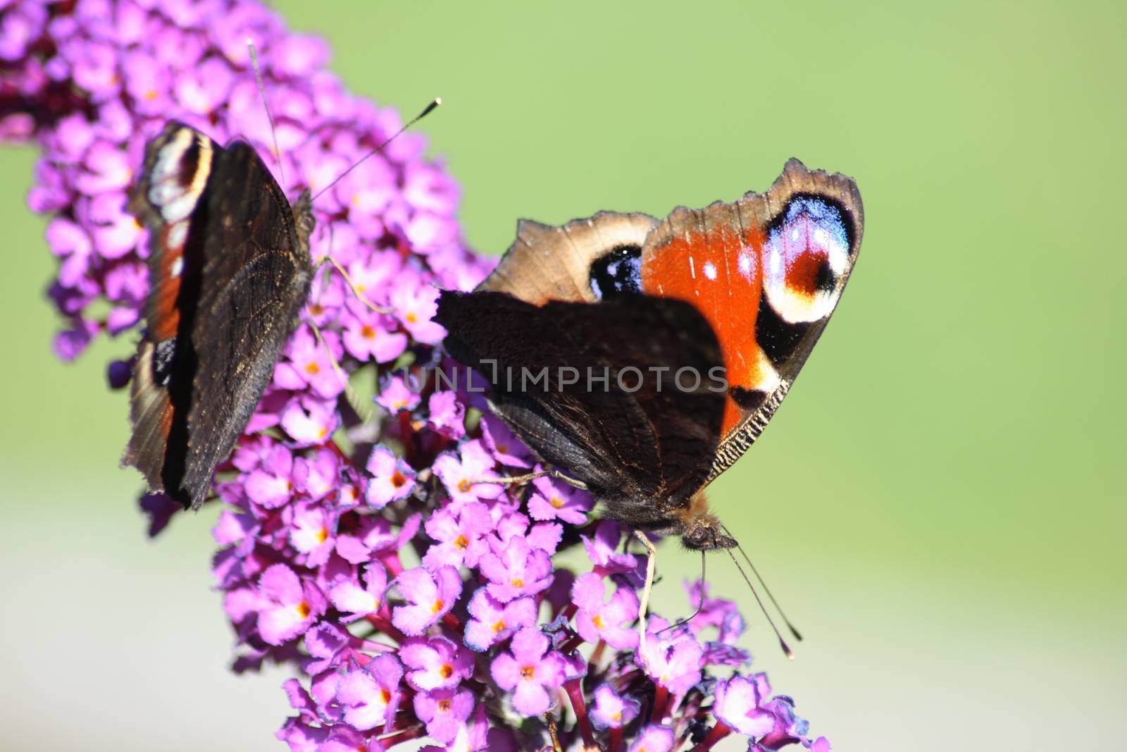 Peacock, (Inachis io) suck the nectar