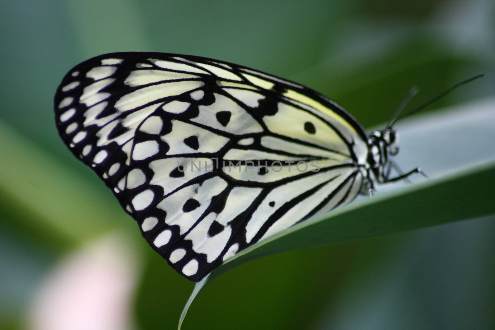 A very nice colorful butterfly