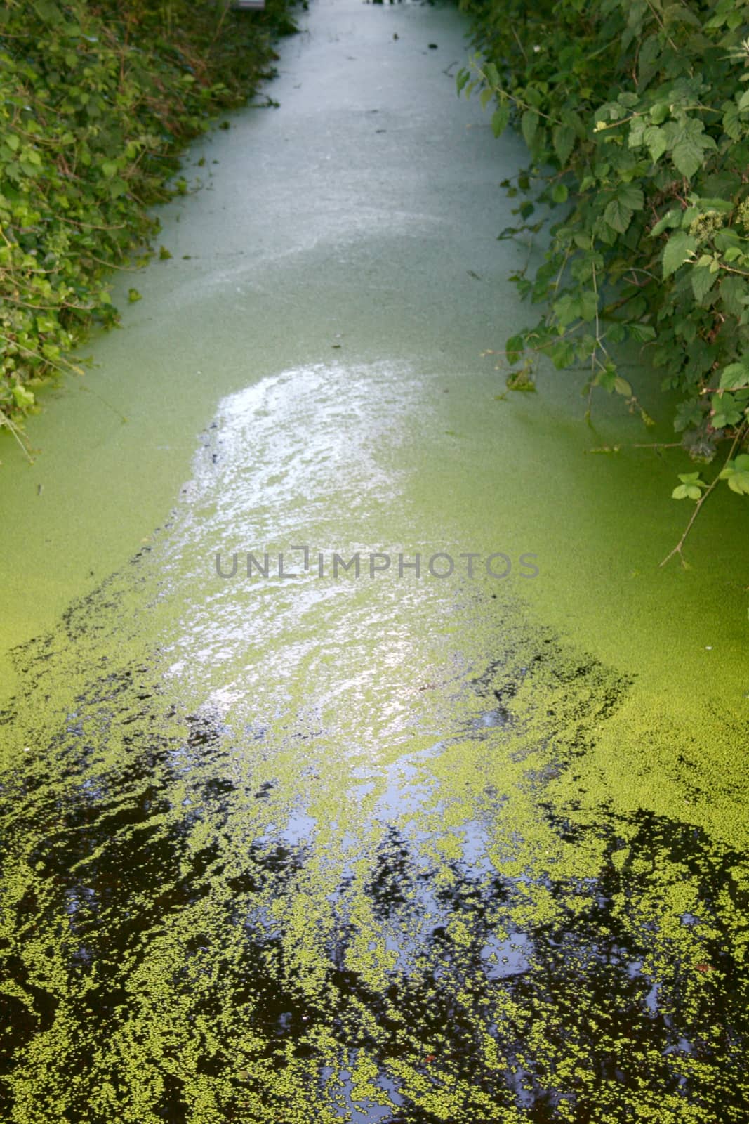 A watercourse partly covered with duckweed