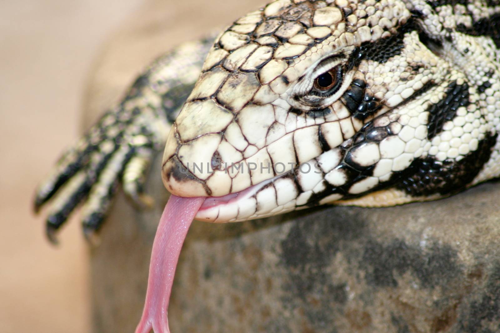 Gila Monster (Heloderma suspectum) by hadot