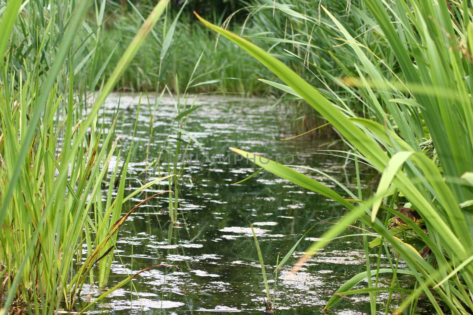 Natural landscape on the shores of an idyllic lake 